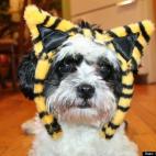 Ryanchitwn:Jack has always been a bit jealous of cats