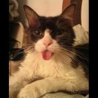 Yreason:He was the cutest. We lost him to large cell lymphoma.