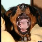 Jeannie Morton:Oh Christmas Tree, Oh Christmas Tree,how lovely are your BRANCHES!!!!