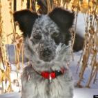 kwetherbee:Our sweet, crazy, border collie, Pippin.