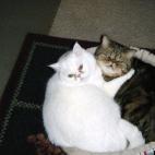 kjdtypes:Ozzie is an exotic shorthair with personality plus