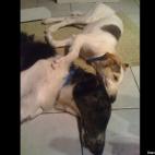 Cynthia Kulp:Napping after a wrestle match. Russian Wolfhound buddies.