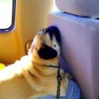 topflo23:"Man road trips wear me out."