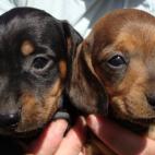 Buzzoir:Dachshund Puppies