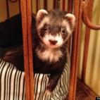 Scott Funk:I can haz duck?