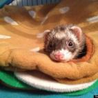 Scott Funk:I can haz cheezburger?