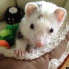 Scott Funk:I can haz fezzant now?