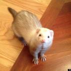 Scott Funk:Nope, uh uh, dat not me dookie in da corner.