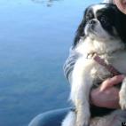 DonovanB:Pup of Dreams