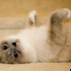 TaoJonz:yes, I am to be adored...