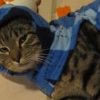 texicat:Homey walked up on my deck one evening while I was entertaining. He never left. Tried to find him a good home and my sister said...he's already home. Hence the name Homey. He loves to dress up but as far a finding someplace else for h...