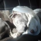 pineappaloupe:such a mean pitbull