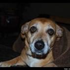 Jenny Swofford:Zoey rescued me 13 years ago! Loves belly rubs and early morning cuddles!