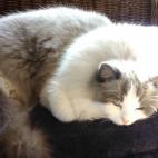 teva:Lying on top of the pillow that is supposed to stop her from lying on this chair altogether. As if!