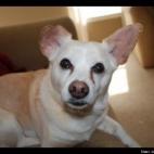 Jenny Swofford:Zeke Rescued me 13 years ago!