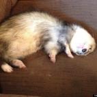 Mavrick813:One Sweepy Weasel