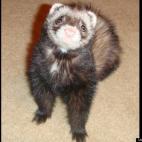 Tony Funk:Itz not bed time alweddy iz it?