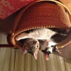 cls13:"Is that your tail or mine?"