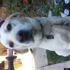 Adam Shrager:This dog is preparing for a great Haunted House before Halloween