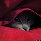 TallTreesDeepRoots:This is Julius.. hiding from the vacuum cleaner.