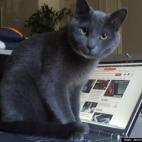 Jennifer DiGiovanni: