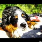 Trent Jackson:Day at the river with Kali and Mowgli, she loves to swim.