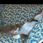 bburger19:This is sooo much better than my crate