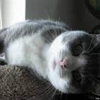 LeftoftheLeft:This is the little girl we rescued this past summer. Unfortunately, we had to find her a different home - but we get to visit her and she is happy there and spoiled rotten. (We sent the cat tree with her 'cause she loved it so.)