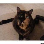 HouseofMayhem:Neo's auditioning for a Humane Society commercial with her best "In the arms of the angels" look