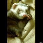 Sonny Piccirillo:I love sleepin on dis soft blankie! zzzzzzz.