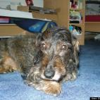 SoldDowntheRiver:Best dog in the entire universe