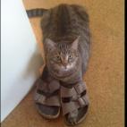 KarenT:Our 14 year old Brigitta was diagnosed with cancer but that didn't stop her from her still kitten like ways. This was her way of telling us it was time for a walk.