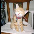 manuelainnyc:Luxi, cutest troublemaker ever