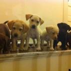 lscott1967:Puppy love!