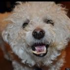 stefanlubinski:Look into my eyes...now give me a cookie!