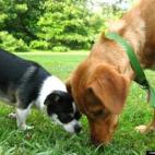 Juily Walker:Cutest best-friend puppies!