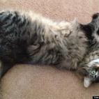 Sheeeeeit:I took this after I had been gone for 10 days. Kitten was beside herself with happiness!