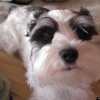 Costello00:Most lovable little guy