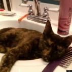 Samantha105:Momma lounging in one of her favorite places.