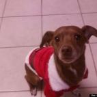 Samantha105:Bringing holiday cheer to everyone!