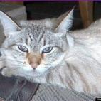 peachydeva:Our sweet, beautiful princess, Sweet Peaches resting on her Daddy's feet.