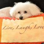 gmarkway13:Larry the Bichon Frise snuck onto the guest bed and climbed on top of the pillows.