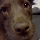 ClevelandLib:We named Jack after Captain Jack Harkness from Torchwood - a bit naughty, a bit rowdy, a shameless flirt (he loves everyone and everything) and devastatingly handsome. He was a heartworm positive stray we adopted from our county ke...