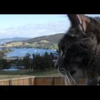 Anjushri:Our beloved Sajan was adopted by us at age 12. He was in a dire situation and was destined to be killed. I'm vegan. I value all other animals because no sentient being is property or a resource :-)