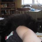 Helgardh:My cat omen, at the time she was 1.5 years old. Allll black cat, born on Halloween :D