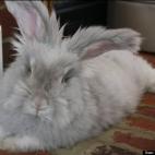 LSUTigerphan:"Nope.... I'm not a stuffed toy!"