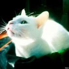 Paul Hazzard:Willy enjoying the sun while sitting inside of a shopping bag.