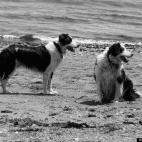 calley jack:a day at the beach