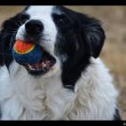 calley jack:handsome cal