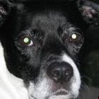 Chetti53:Sweetest pup